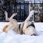Hund liegt im Schnee. Beine sind nach oben gestreckt.