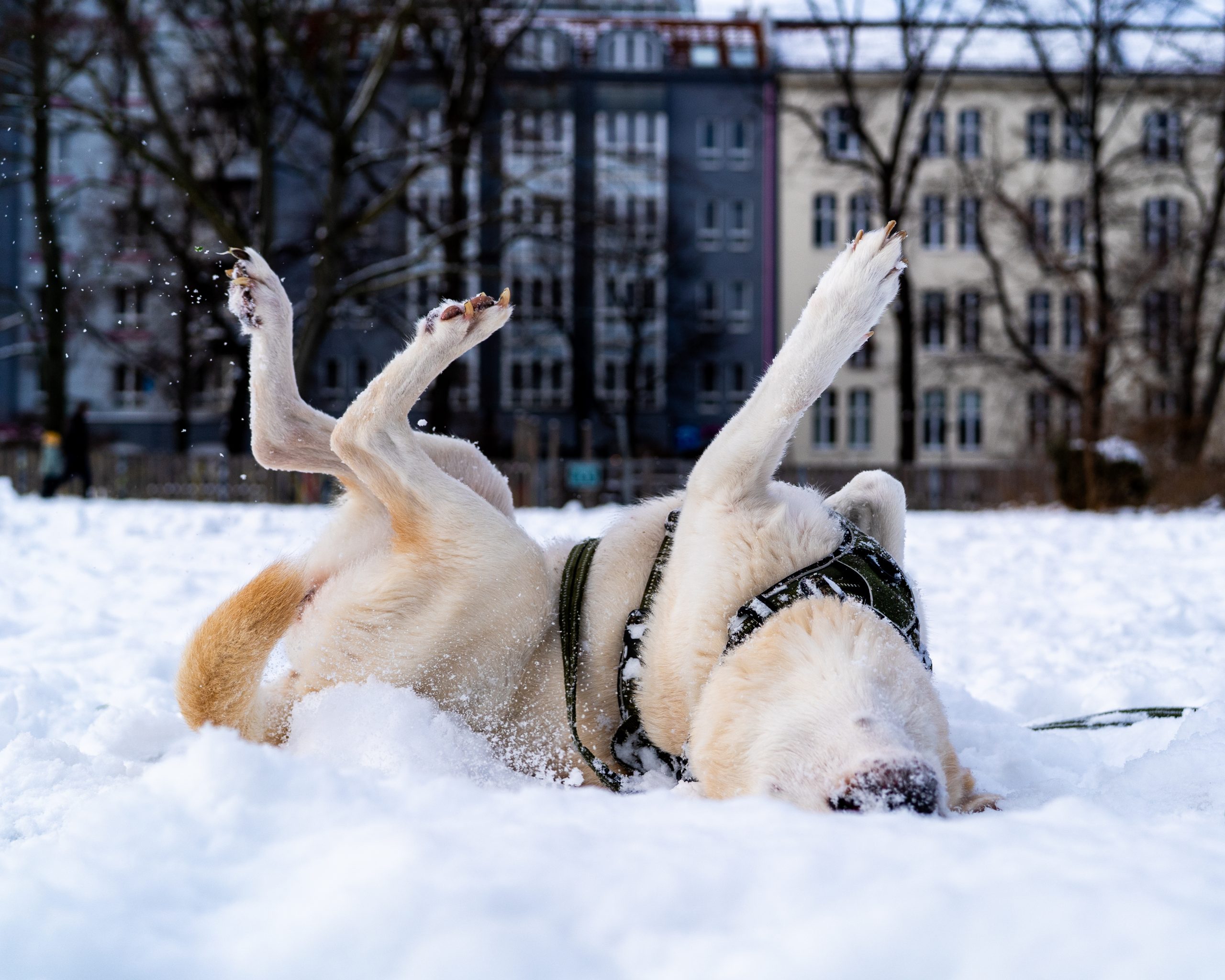 Hund liegt im Schnee. Beine sind nach oben gestreckt.